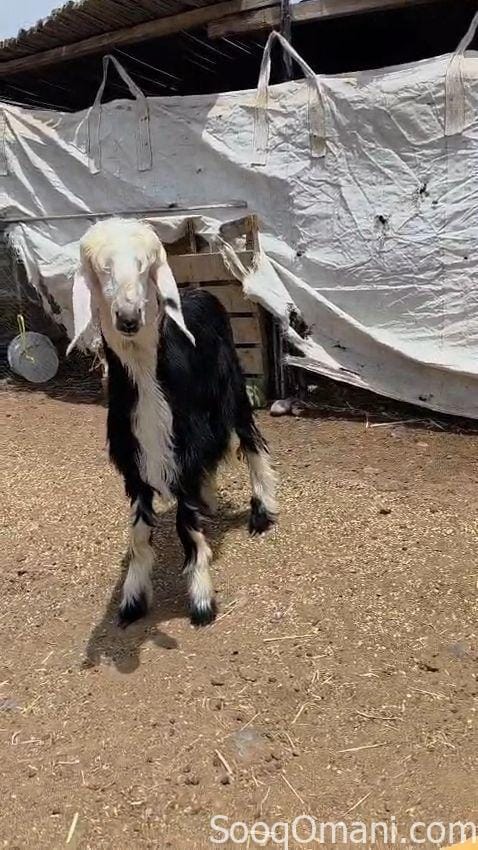 للبيع حمله نجديه اصل ماشاء الله تبارك الله حلال