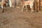 للبيع صخلتين تهجين ماشاء الله تبارك الله حلال طيب