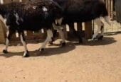 للبيع جاعدتين اعشار