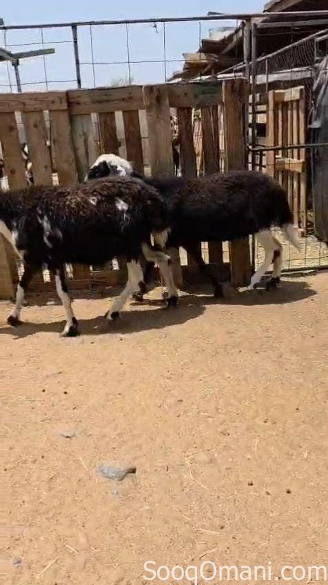 للبيع جاعدتين اعشار