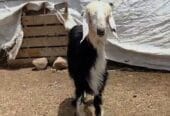 للبيع حمله نجديه اصل ماشاء الله تبارك الله حلال