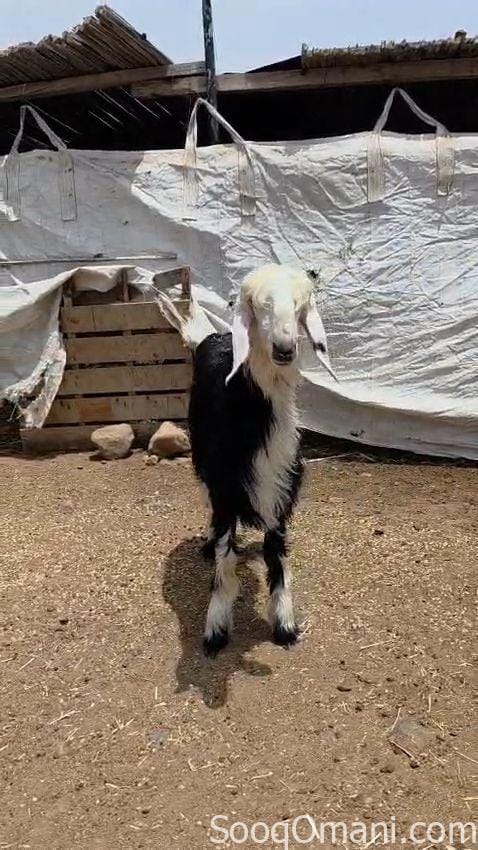 للبيع حمله نجديه اصل ماشاء الله تبارك الله حلال