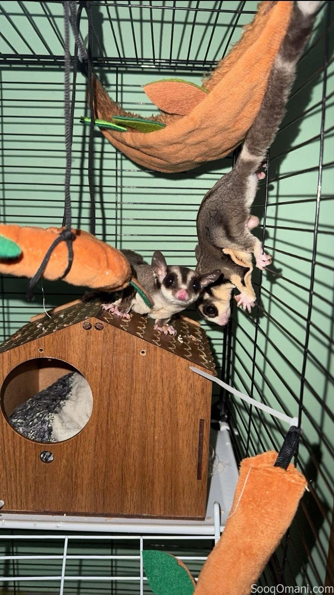 السنجاب الطائر / sugar glider