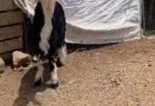 للبيع حمله نجديه اصل ماشاء الله تبارك الله حلال