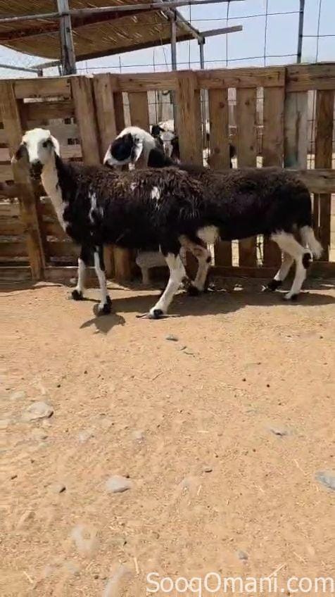 للبيع جاعدتين اعشار