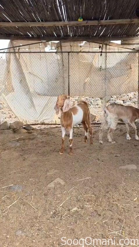 للبيع صخلتين تهجين ماشاء الله تبارك الله حلال طيب