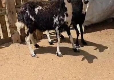 e3fe0746-d0dd-4f57-bbae-9ec81710c415