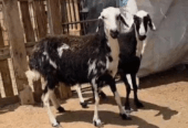 للبيع جاعدتين اعشار