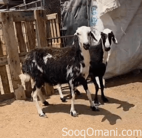 للبيع جاعدتين اعشار