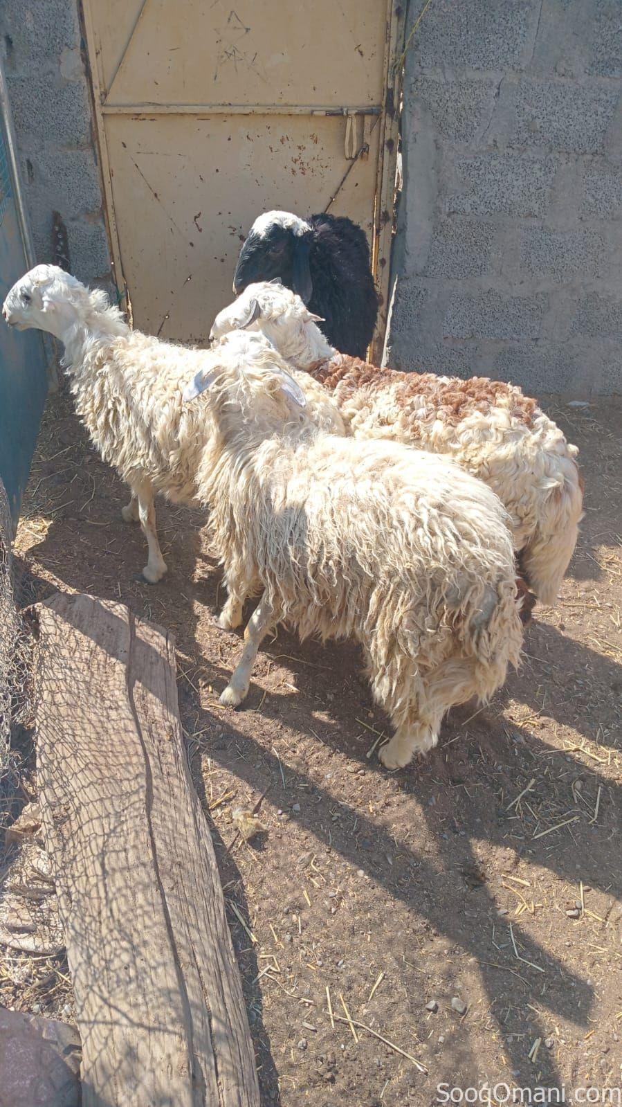 Well-fed livestock for sale