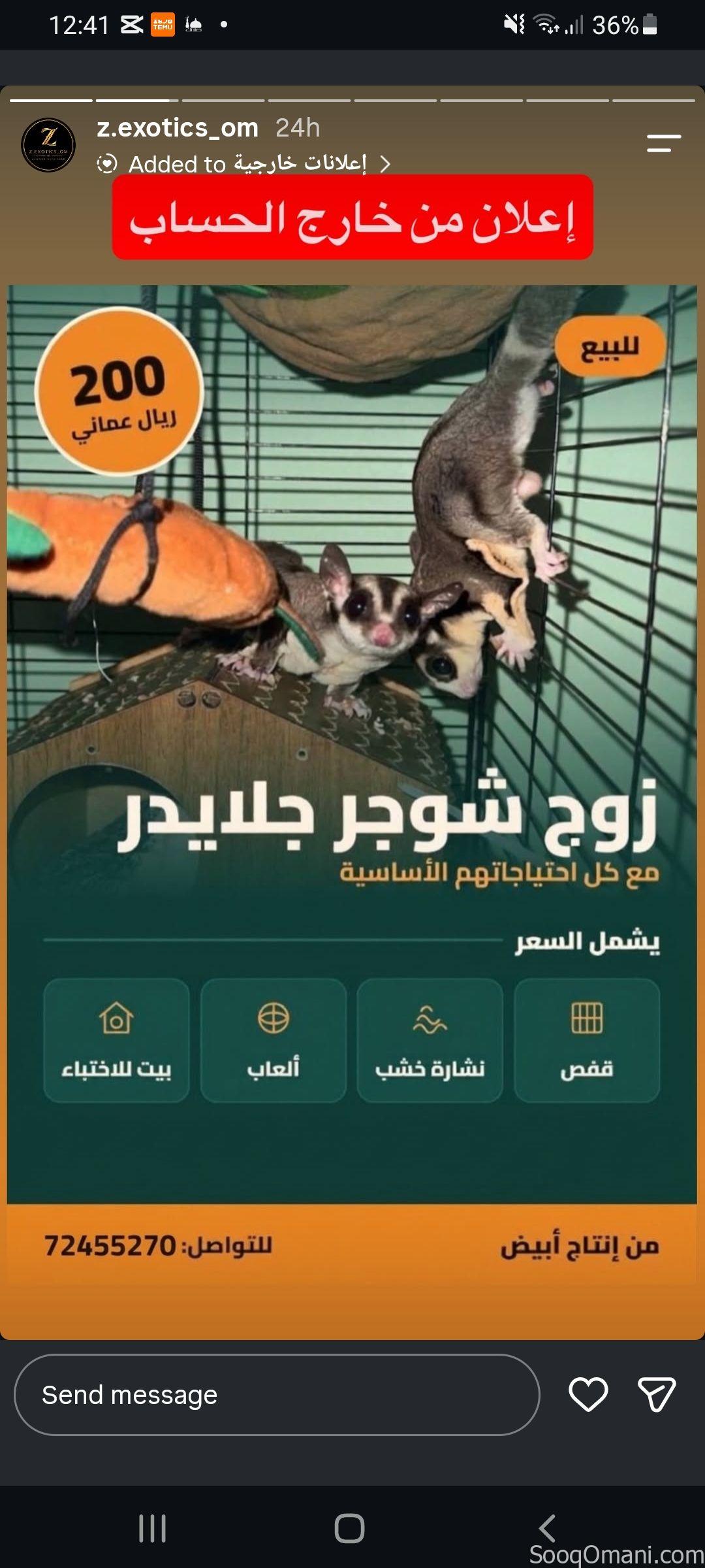 Sugar glider